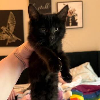Wolfie -  Domestic Short Hair Cat for Adoption in Kansas City, Missouri - Wolfie | PetCurious