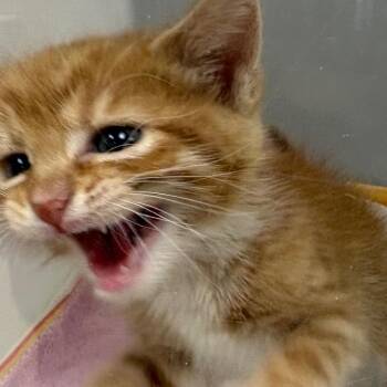 Domestic Short Hair Cats Available for Adoption in Columbus, Georgia - Ollie | PetCurious