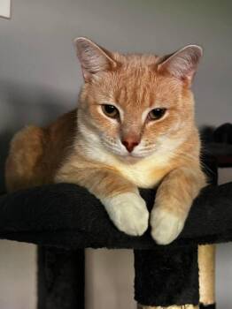 Anubis -  Domestic Short Hair Cat for Adoption in Hazlet, New Jersey - Anubis | PetCurious