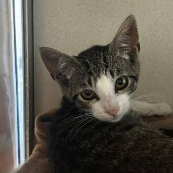 Alamo -  Domestic Short Hair Cat for Adoption in Oakland, California - Alamo | PetCurious