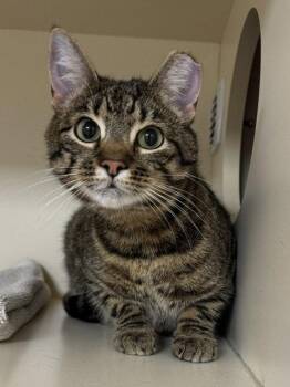 Domestic Short Hair Cats Available for Adoption in Lancaster, Pennsylvania - Tiger Boy | PetCurious