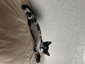 Rescue Domestic Short Hair Cats for Adoption in Los Angeles, California - Granada | PetCurious