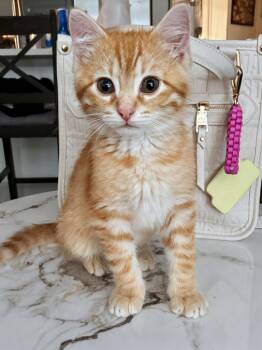 Domestic Short Hair Cats Available for Adoption - Flower | PetCurious