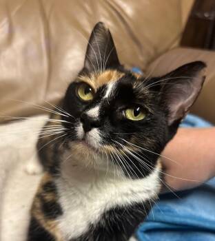 Rescue Domestic Short Hair Cats for Adoption in Bossier City, Louisiana - Poppy | PetCurious