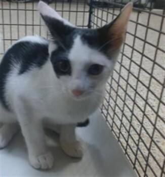 BUBBLEGUM -  Domestic Short Hair Cat for Adoption in Doral, Florida - BUBBLEGUM | PetCurious