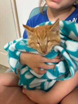 Muffin -  Domestic Medium Hair Cat for Adoption in Algona, Iowa - Muffin | PetCurious