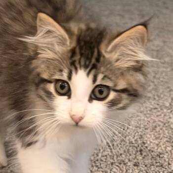 Sci-Fi -  Domestic Short Hair Cat for Adoption in Spokane, Washington - Sci-Fi | PetCurious