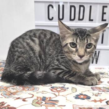 Starlight -  Domestic Short Hair Cat for Adoption in Fort Wayne, Indiana - Starlight | PetCurious