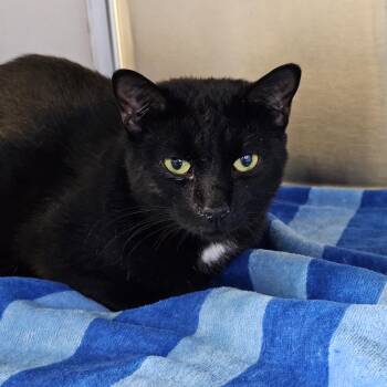 Rescue Domestic Short Hair Cats for Adoption in Stratford, Connecticut - Franklin | PetCurious