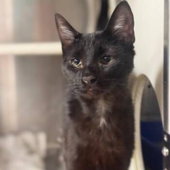 Domestic Short Hair Cats Available for Adoption in Starkville, Mississippi - Coop | PetCurious