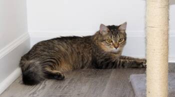Rescue Domestic Short Hair Cats for Adoption in Youngsville, North Carolina - Equinox25 | PetCurious