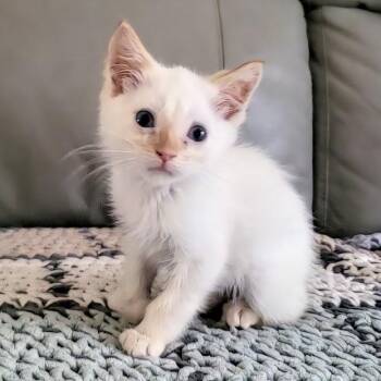 Wally -  Siamese Cat for Adoption in Minneapolis, Minnesota - Wally | PetCurious