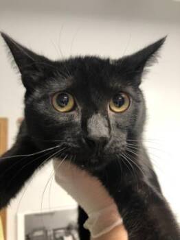 Domestic Short Hair Cats Available for Adoption in Daytona Beach, Florida - Bobby | PetCurious