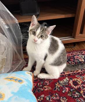 Patches Reno -  Domestic Medium Hair Cat for Adoption in Philadelphia, Pennsylvania - Patches Reno | PetCurious