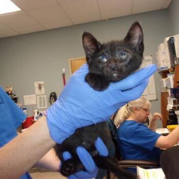 Umbreon -  Domestic Short Hair Cat for Adoption in Milton, Florida - Umbreon | PetCurious