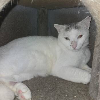 Rescue Exotic Shorthair Cats for Adoption in Pompano Beach, Florida - Polar | PetCurious