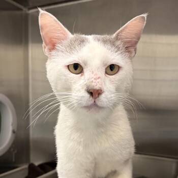 Domestic Short Hair Cats Available for Adoption in Barnstable, Massachusetts - SHERLOCK | PetCurious