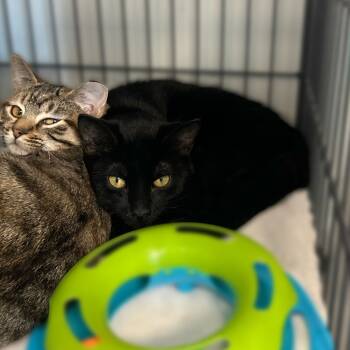 Rescue Domestic Short Hair Cats for Adoption in Davenport, Iowa - Petsmart Employee | PetCurious