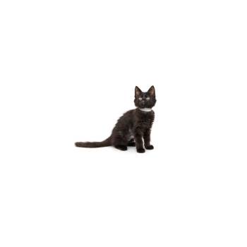 Oxford -  Domestic Short Hair Cat for Adoption in Los Angeles, California - Oxford | PetCurious