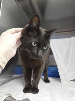 Domestic Short Hair Cats Available for Adoption in Montreal, Quebec - Azrael | PetCurious