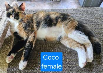 Rescue Domestic Short Hair Cats for Adoption in Greensburg, Pennsylvania - Coco | PetCurious