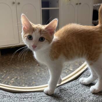 Chuwi -  Domestic Short Hair Cat for Adoption in Louisville, Kentucky - Chuwi | PetCurious
