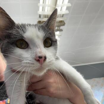 Domestic Short Hair Cats Available for Adoption in Summerlee, West Virginia - Eunice | PetCurious