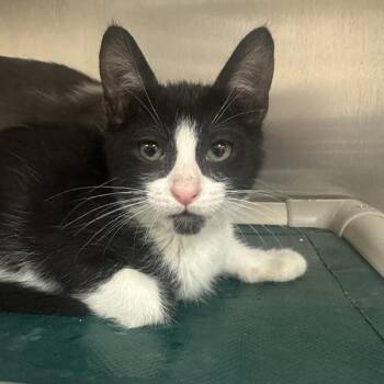 Ancho -  Domestic Short Hair Cat Available for Adoption in Walnut Creek, California - Ancho | PetCurious