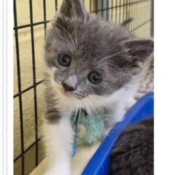 Clementine -  Domestic Short Hair Cat for Adoption in New York, New York - Clementine | PetCurious