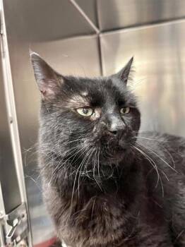 Domestic Short Hair Cats Available for Adoption - TB | PetCurious