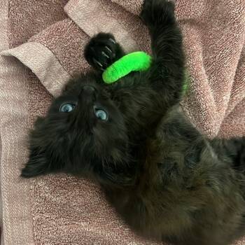 Rescue Domestic Medium Hair Cats for Adoption in Long Beach, California - Fish | PetCurious