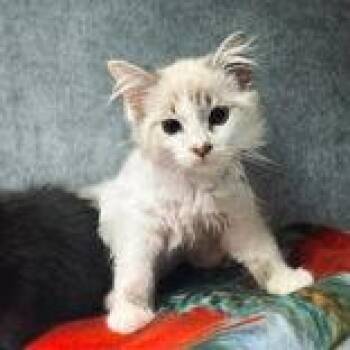 Topaz -  Siamese Cat for Adoption in Portsmouth, Ohio - Topaz | PetCurious