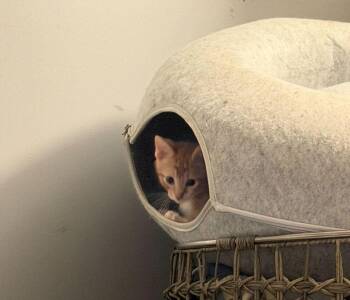 Domestic Short Hair Cats Available for Adoption in Milltown, New Jersey - Creme | PetCurious