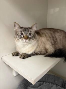 Siamese Cats Available for Adoption - Natasha | PetCurious