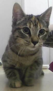 Domestic Short Hair Cats Available for Adoption - Gala | PetCurious