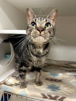 Henri Forest) -  Domestic Short Hair Cat for Adoption in Johnson City, Tennessee - Henri Forest) | PetCurious