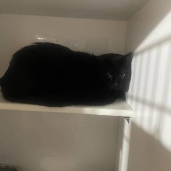 Cheek -  Domestic Short Hair Cat for Adoption in St. Louis, Missouri - Cheek | PetCurious