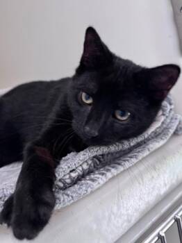 Barnibus -  Domestic Short Hair Cat for Adoption in Pomona, New York - Barnibus | PetCurious