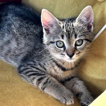 Domestic Short Hair Cats Available for Adoption in Birmingham, Alabama - Serena | PetCurious