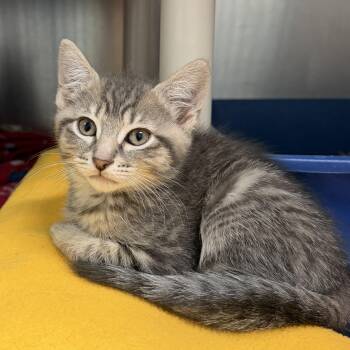 Smudge -  Domestic Short Hair Cat for Adoption in Wantagh, New York - Smudge | PetCurious