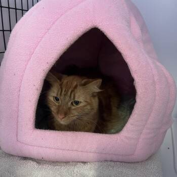 Domestic Medium Hair Cats Available for Adoption in Sarasota, Florida - Cleo | PetCurious