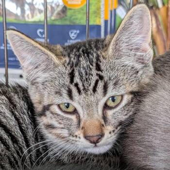 Pumpkin -  Domestic Short Hair Cat for Adoption in Eugene, Oregon - Pumpkin | PetCurious