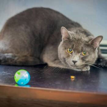 Sterling (very shy. no fee) -  Russian Blue and Domestic Short Hair Cat for Adoption in Hanson, Massachusetts - Sterling (very Shy. No Fee) | PetCurious