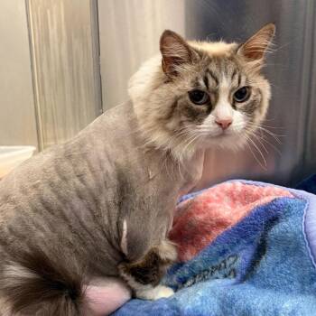 Ashley -  Siamese Cat for Adoption in West Palm Beach, Florida - Ashley | PetCurious