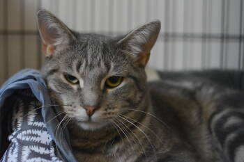 Rescue Domestic Short Hair Cats for Adoption in Montreal, Quebec - Melondo | PetCurious