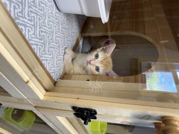 Domestic Short Hair Cats Available for Adoption in Houston, Texas - Lauren | PetCurious