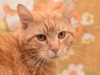 Domestic Short Hair Cats Available for Adoption in Portland, Oregon - Orange Richard | PetCurious
