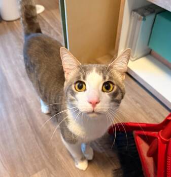 Tabby and Domestic Short Hair Cats Available for Adoption - Gravy | PetCurious
