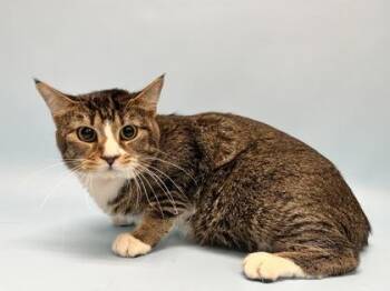 Domestic Short Hair Cats Available for Adoption - Water | PetCurious