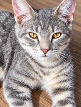 Thomas 2 (Nancy-fostered in TN) -  Tabby and Domestic Short Hair Cat for Adoption in Brighton, Tennessee - Thomas 2 (Nancy-fostered In TN) | PetCurious